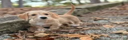 Dachshund dogs for sale: Margaret - Ad 3
