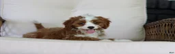 Cavapoo dogs for sale: Precious - Ad 4
