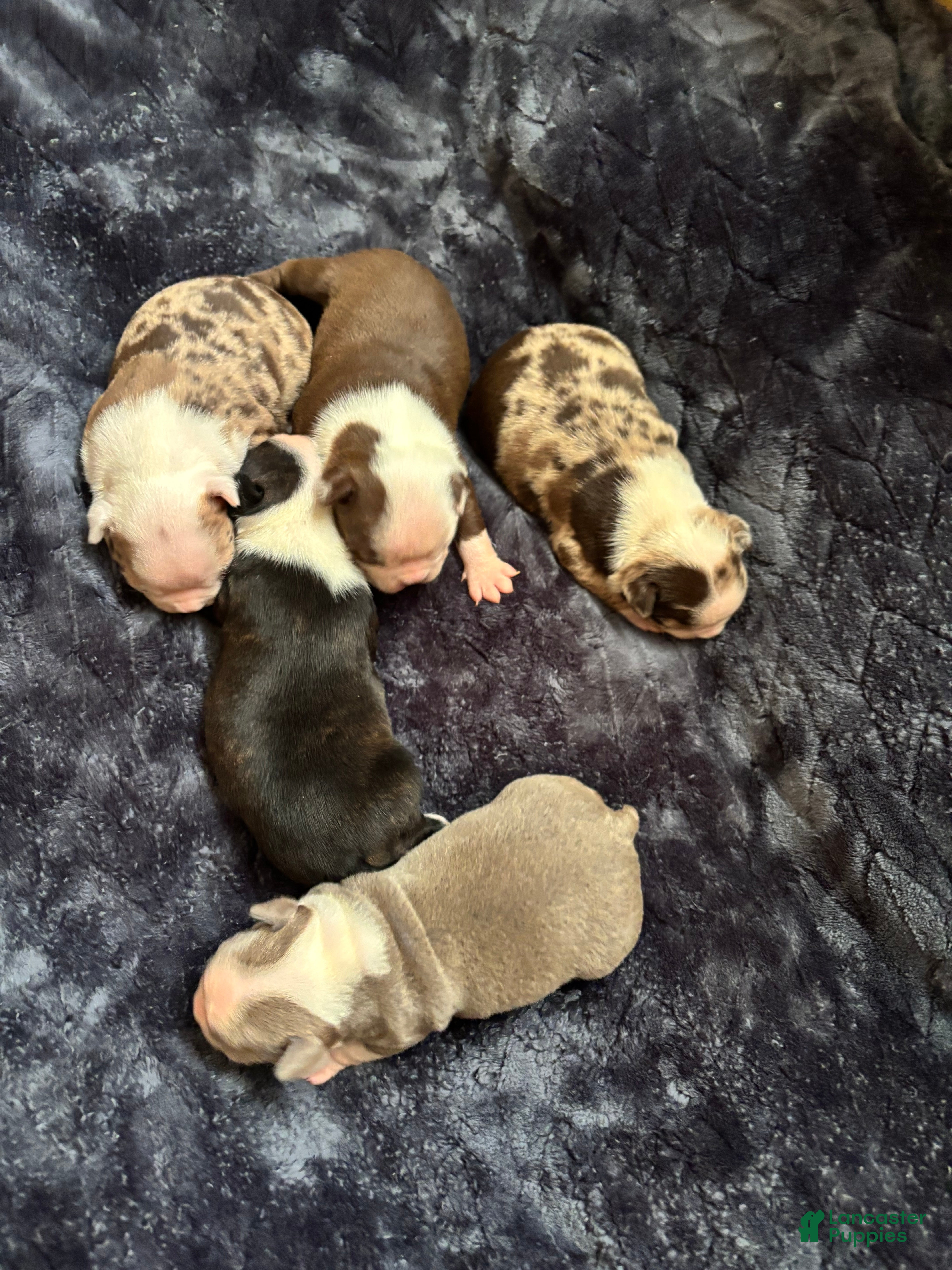 Border Terrier dogs Border Terrier Puppy 6 - Ad 2