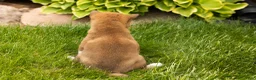 Shiba Inu dogs for sale: Juanita  - Ad 4