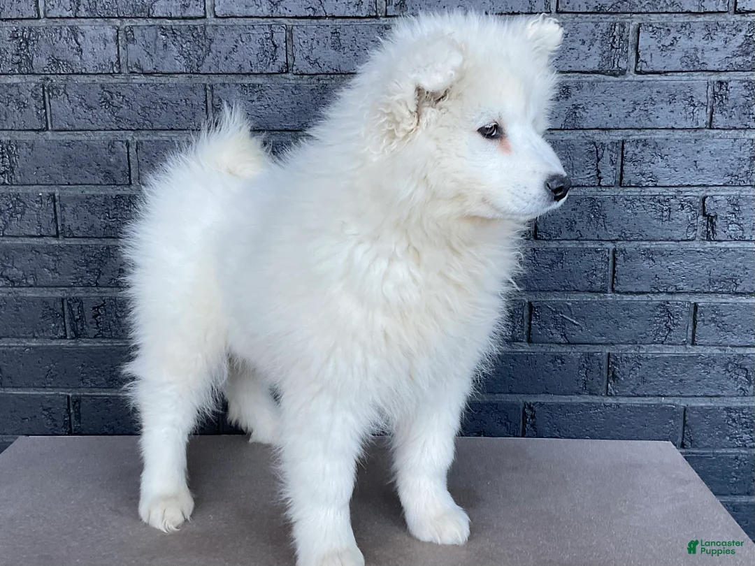 Samoyed dogs for sale: Sydney  - Ad 2