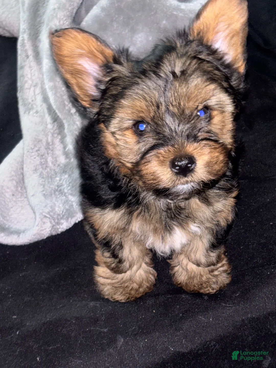Yorkshire Terrier dogs for sale: Yorkshire Terrier 1 - Ad 1