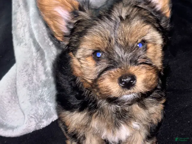 Yorkshire Terrier dogs for sale: Yorkshire Terrier 1 - Ad 39