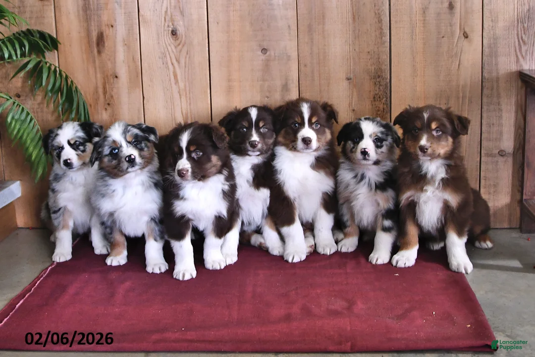 Australian Shepherd dogs for sale: Sierra - Ad 3