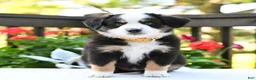 Miniature Australian Shepherd dogs for sale: Bonnie  - Ad 3