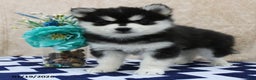 Pomsky dogs for sale: Conrad - Ad 5