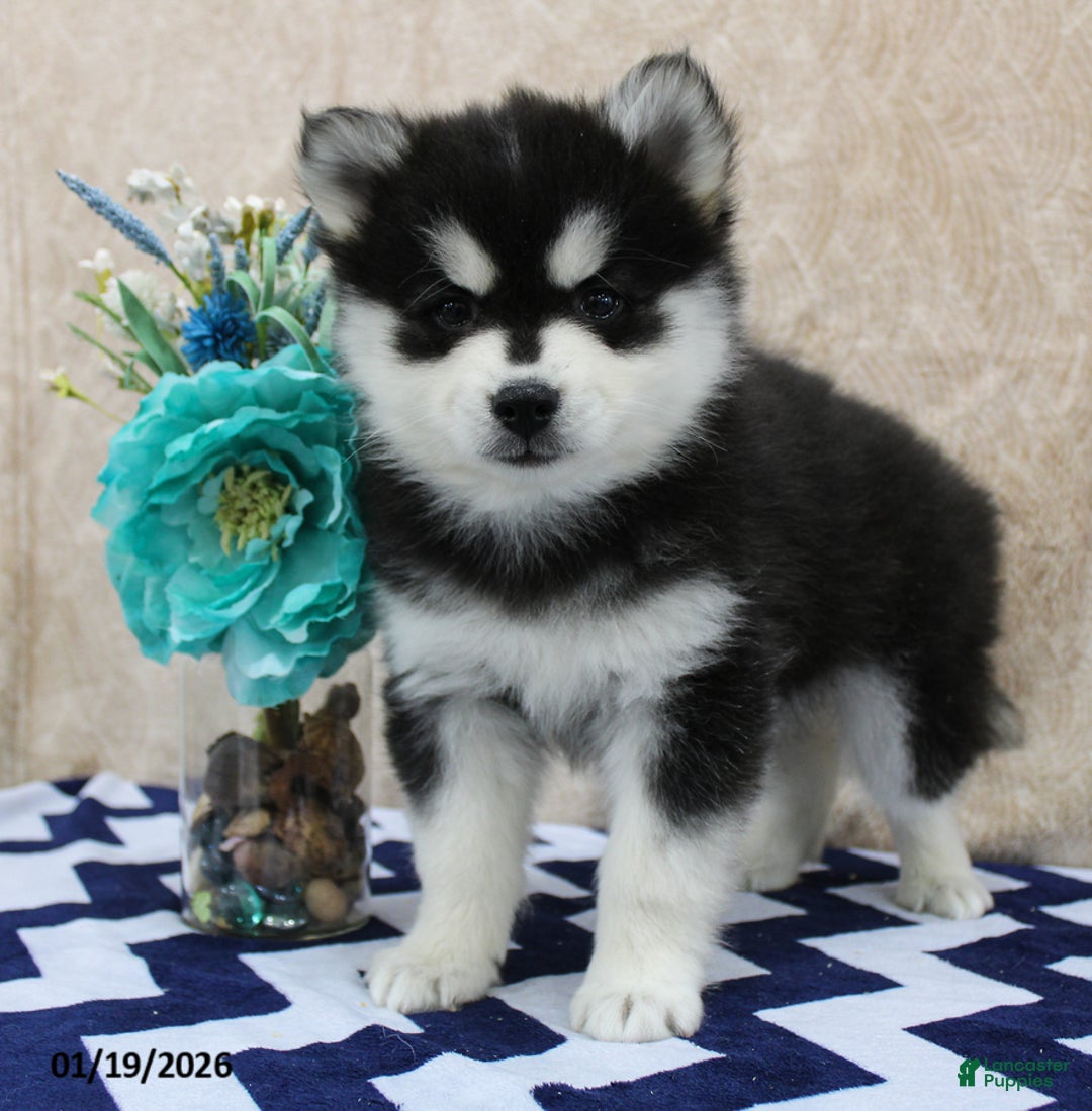 Pomsky dogs for sale: Conrad - Ad 5