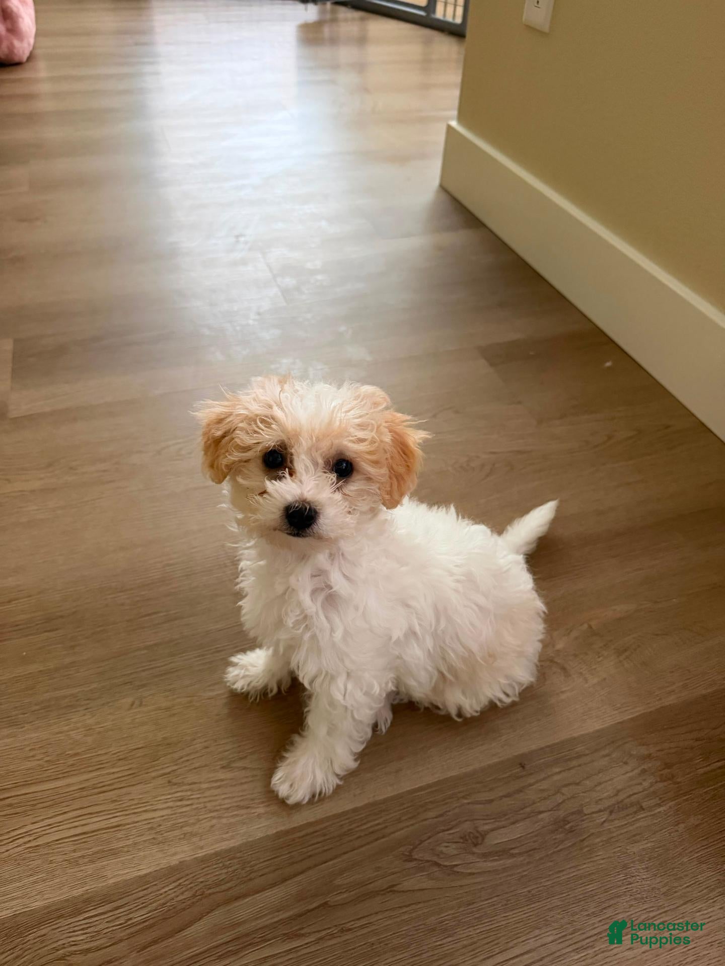 Maltipoo dogs Mia (Maltipoo) - Ad 38