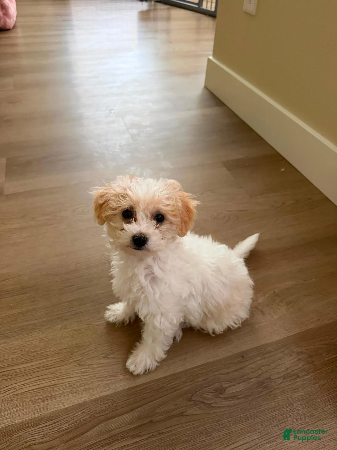 Maltipoo dogs for sale: Mia (Maltipoo) - Ad 1