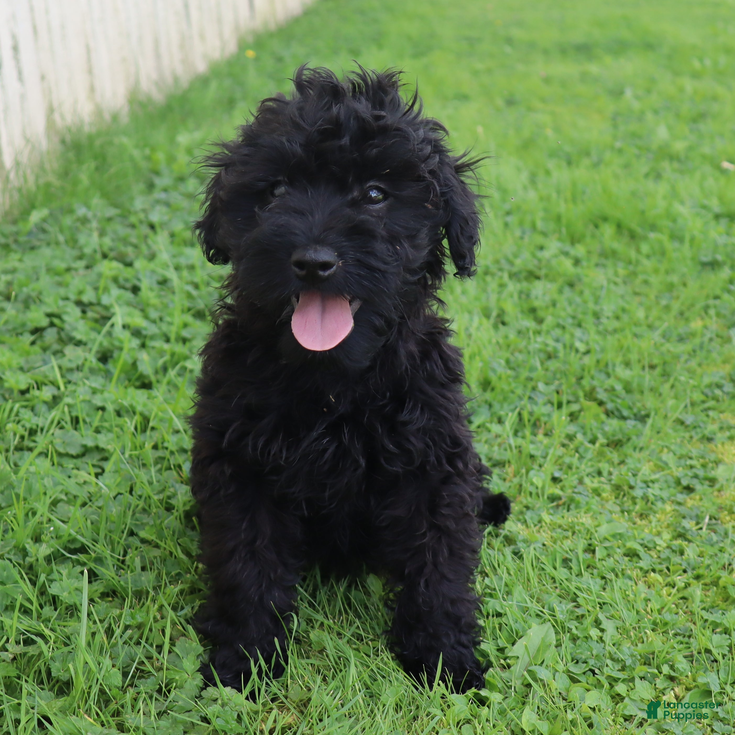 Mini Goldendoodle dogs Flossie - Ad 1