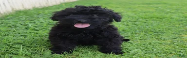 Flossie
