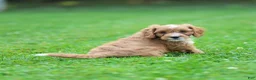 Cavapoo dogs for sale: Jasper Cavapoo  - Ad 13