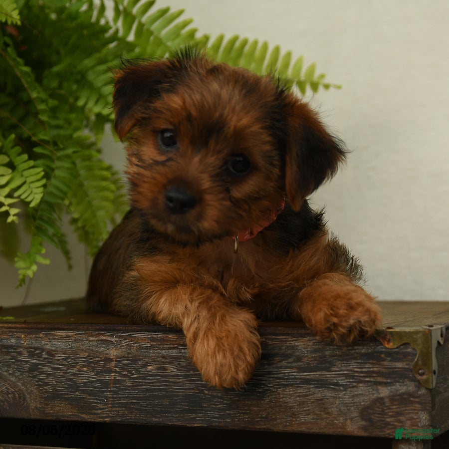 Shorkie dogs Lilac - Ad 2