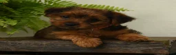 Shorkie dogs for sale: Lilac - Ad 2