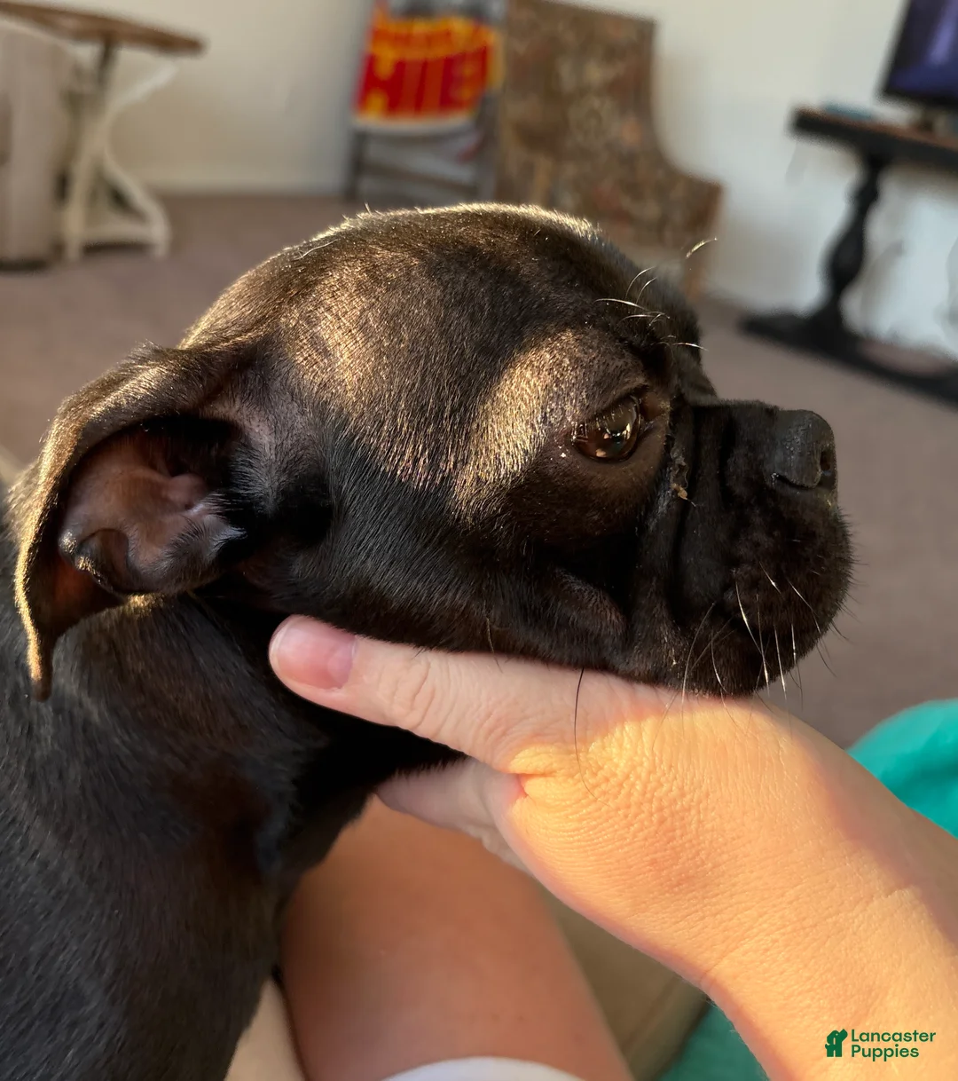 Pug dogs for sale: Cocoa - Ad 5