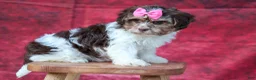 Teddy Bear dogs for sale:  Olive 🎀 - Ad 5