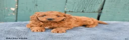 Mini Goldendoodle dogs for sale: Rosie - Ad 4