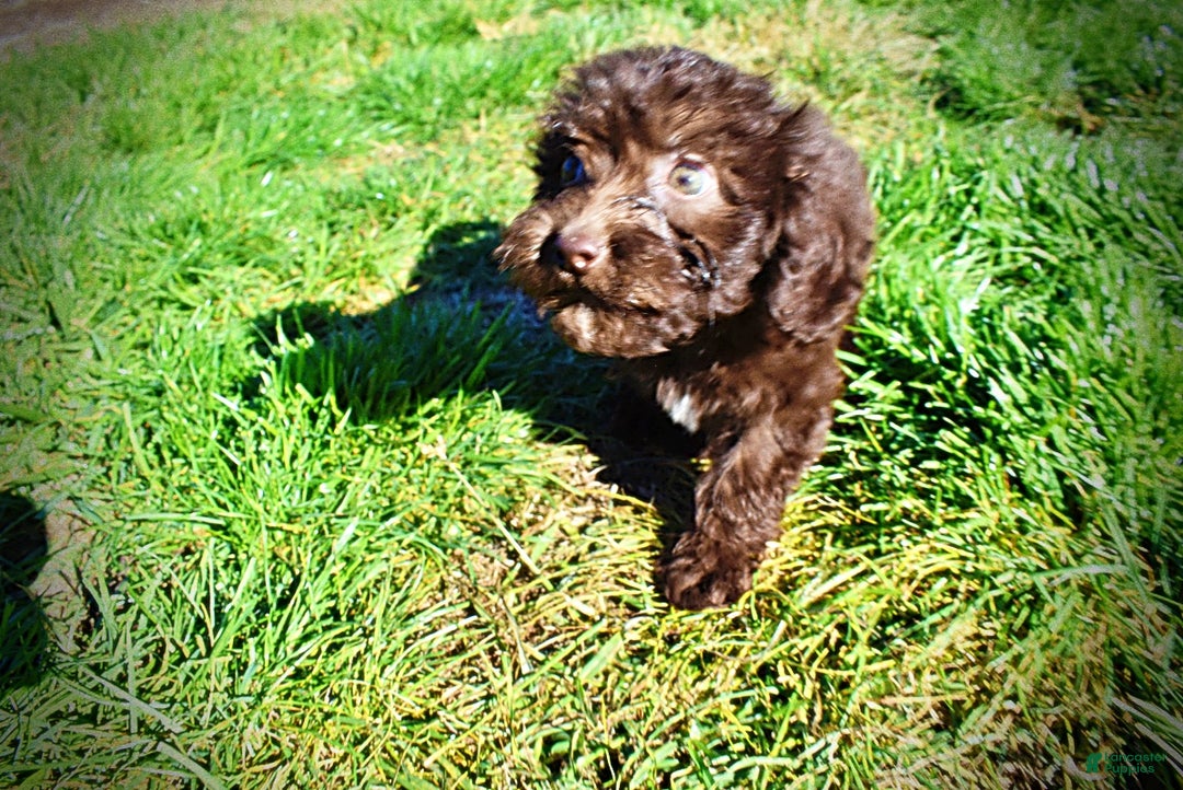 Havapoo dogs for sale: Itsy - Ad 16