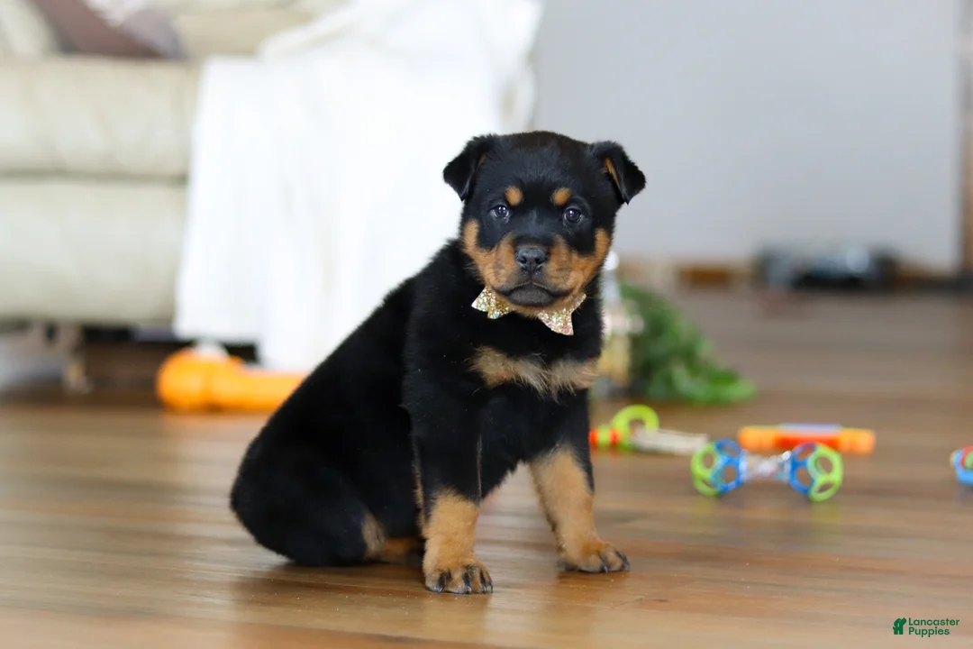 Rottweiler dogs for sale: Ace - Ad 5
