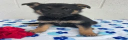 German Shepherd dogs for sale: Preston - Ad 4