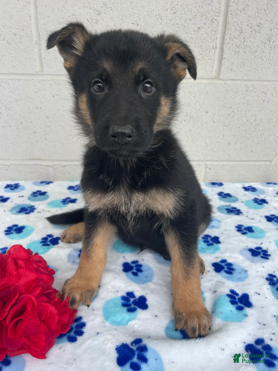 German Shepherd dogs for sale: Preston - Ad 4
