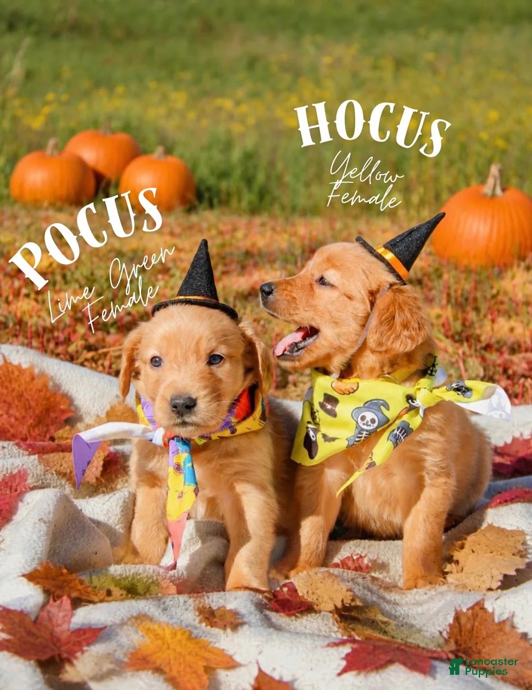 Golden Retriever dogs for sale: Golden Retriever 1 - Ad 7