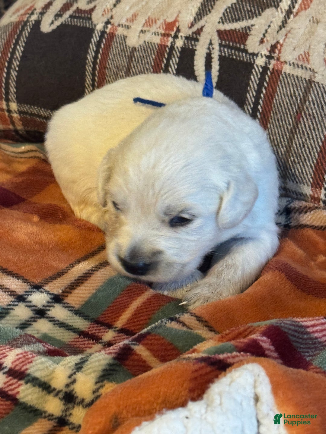 Golden Retriever dogs for sale: Blue male - Lindy  - Ad 3