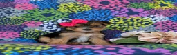Shorkie dogs for sale: Midge Hypoallergenic - Ad 4