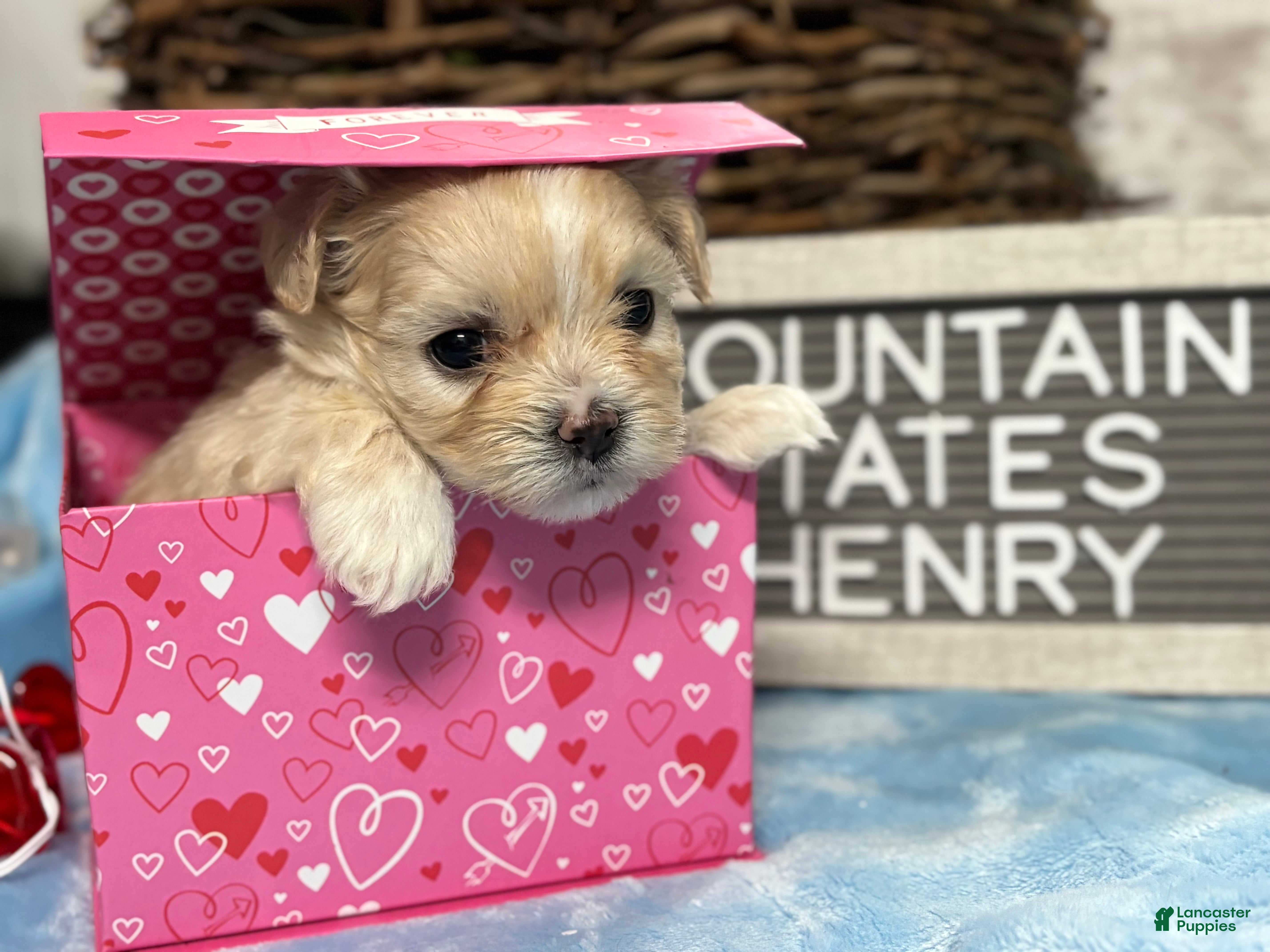Maltipoo dogs Tiny Henry - Ad 5