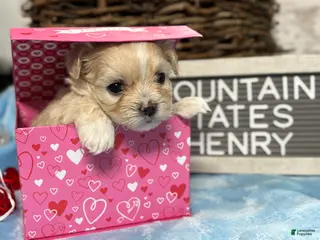 Maltipoo dogs Tiny Henry - Ad 5