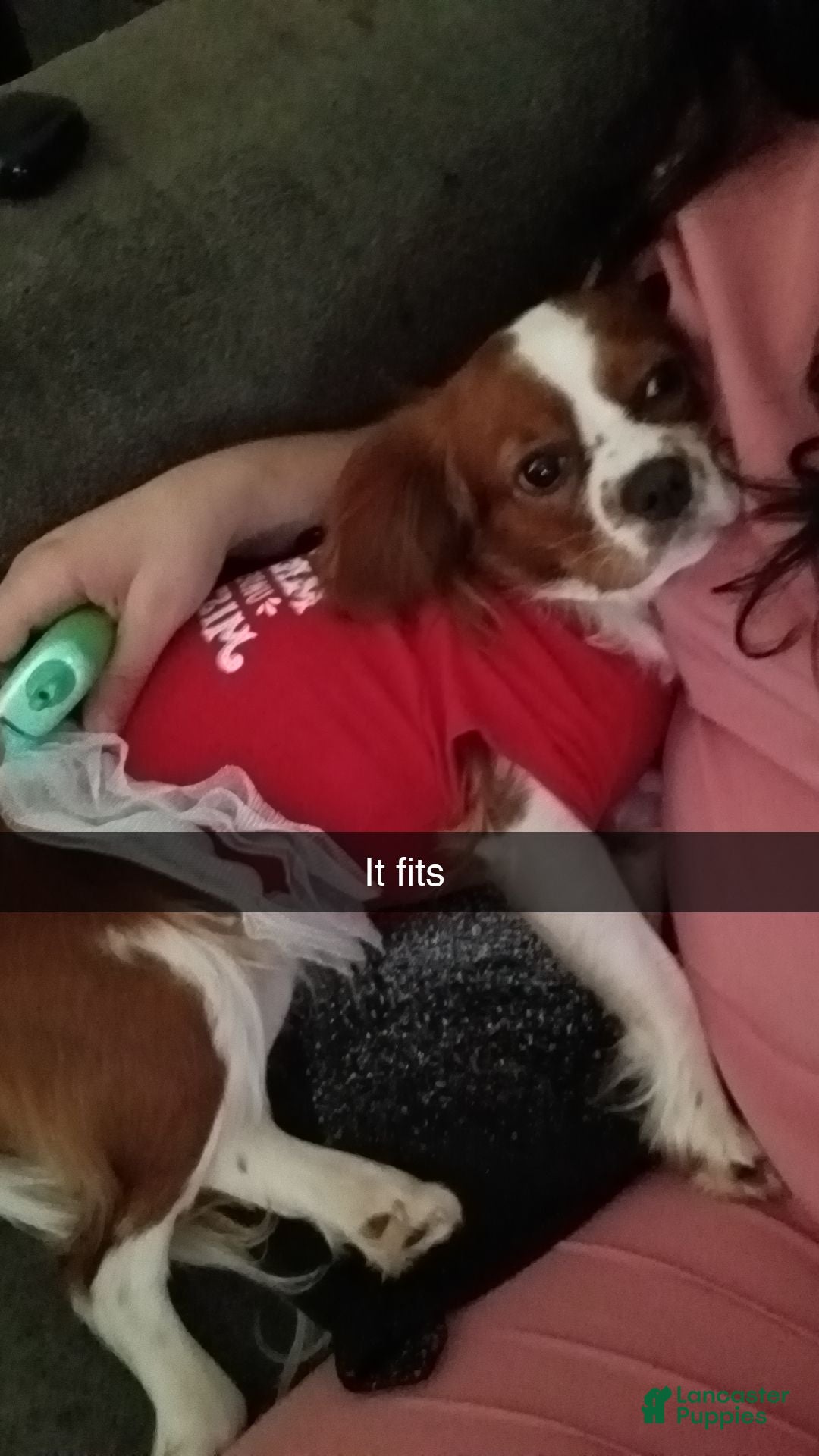 Cavalier King Charles Spaniel dogs for sale: Prince Louis - Ad 6