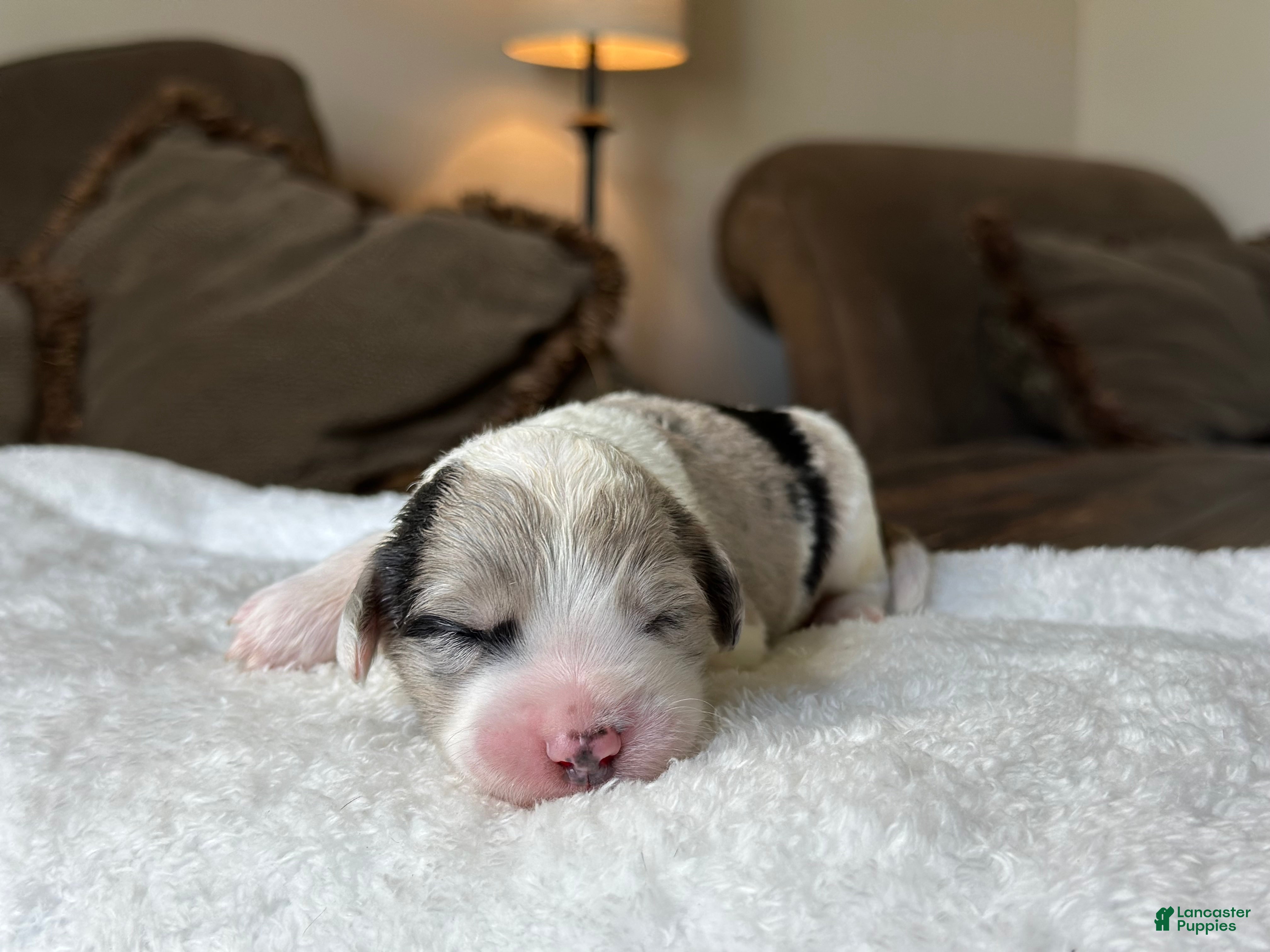 Sheepadoodle dogs Merle Male 2 - Ad 2