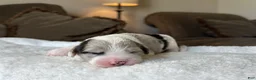Sheepadoodle dogs for sale: Merle Male 2 - Ad 3