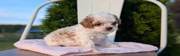 Cavapoo dogs for sale: Simba - Ad 10