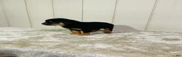 Rottweiler dogs for sale: Rottweiler 2 - Ad 7