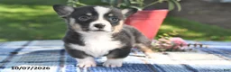 Welsh Corgi Pembroke dogs for sale: Cinnamon - Ad 3