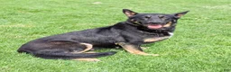 German Shepherd dogs for sale: Biffy - Ad 6