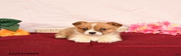 Welsh Corgi Pembroke dogs for sale: Otto - Ad 4