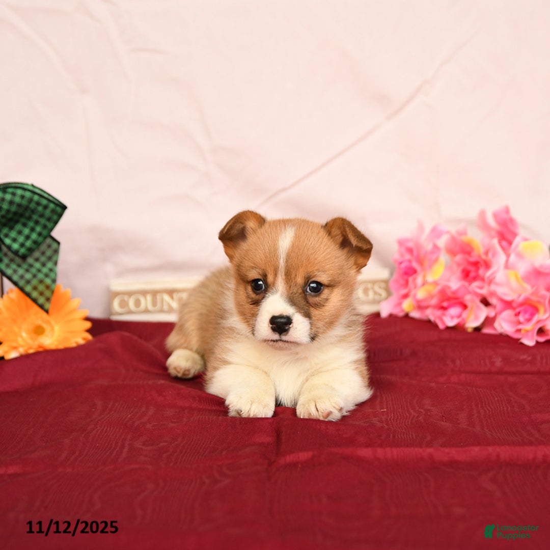 Welsh Corgi Pembroke dogs for sale: Otto - Ad 4