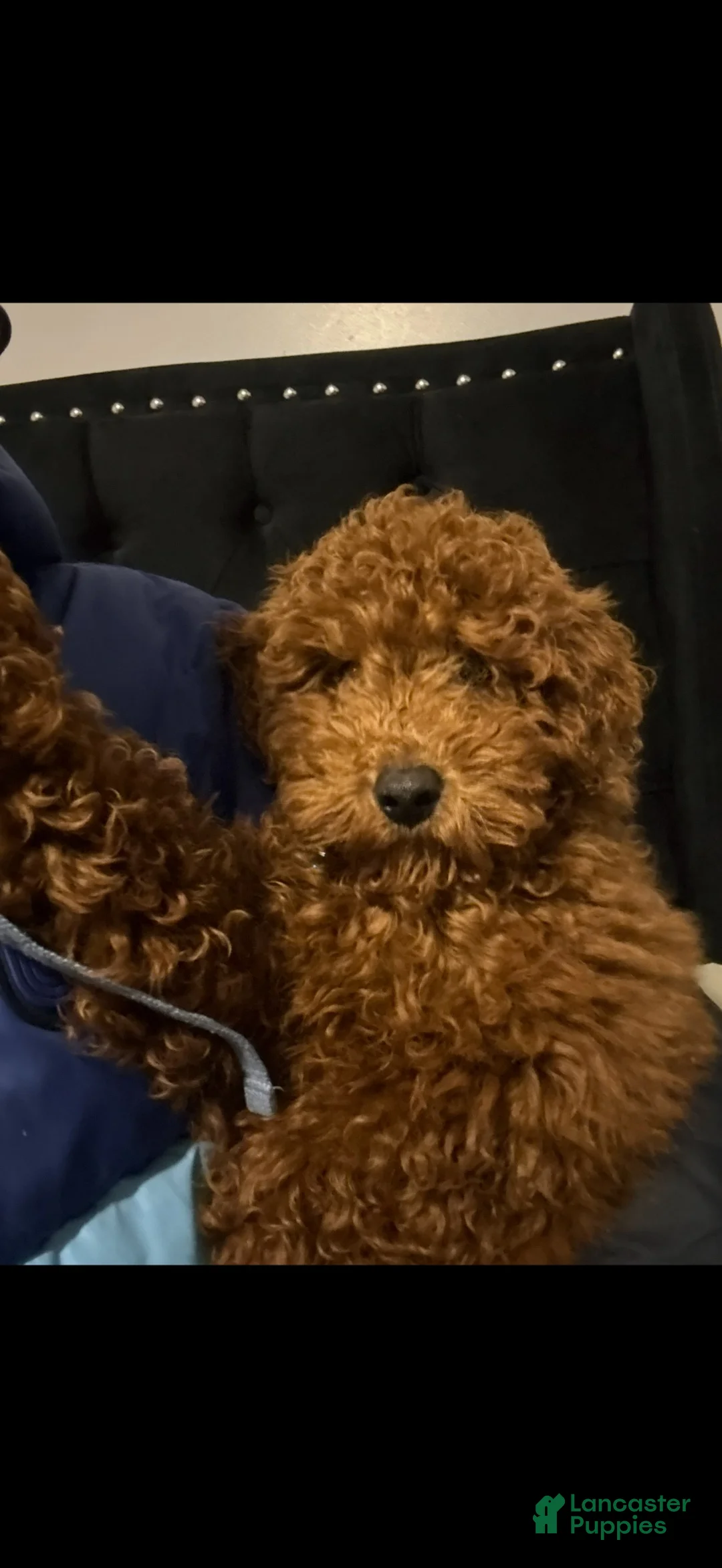 Miniature Poodle dogs for sale: Miniature Poodle 1 - Ad 2
