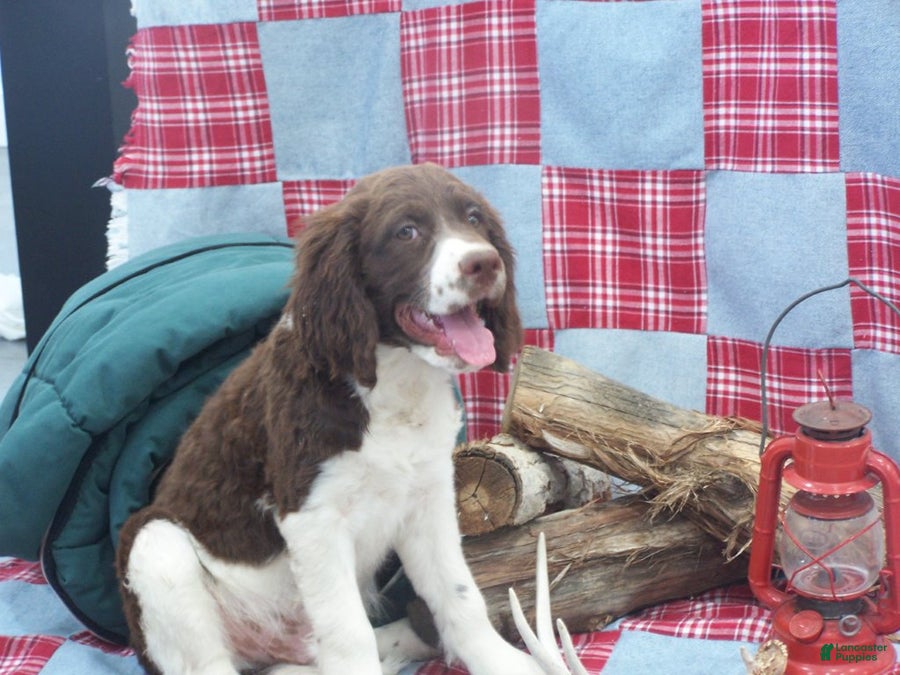 English Springer Spaniel dogs Barker - Ad 3