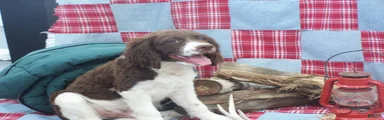 Barker