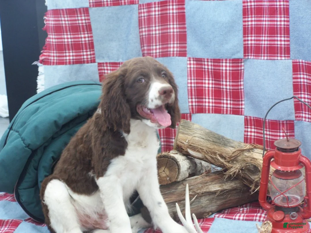 English Springer Spaniel dogs for sale: Barker - Ad 1