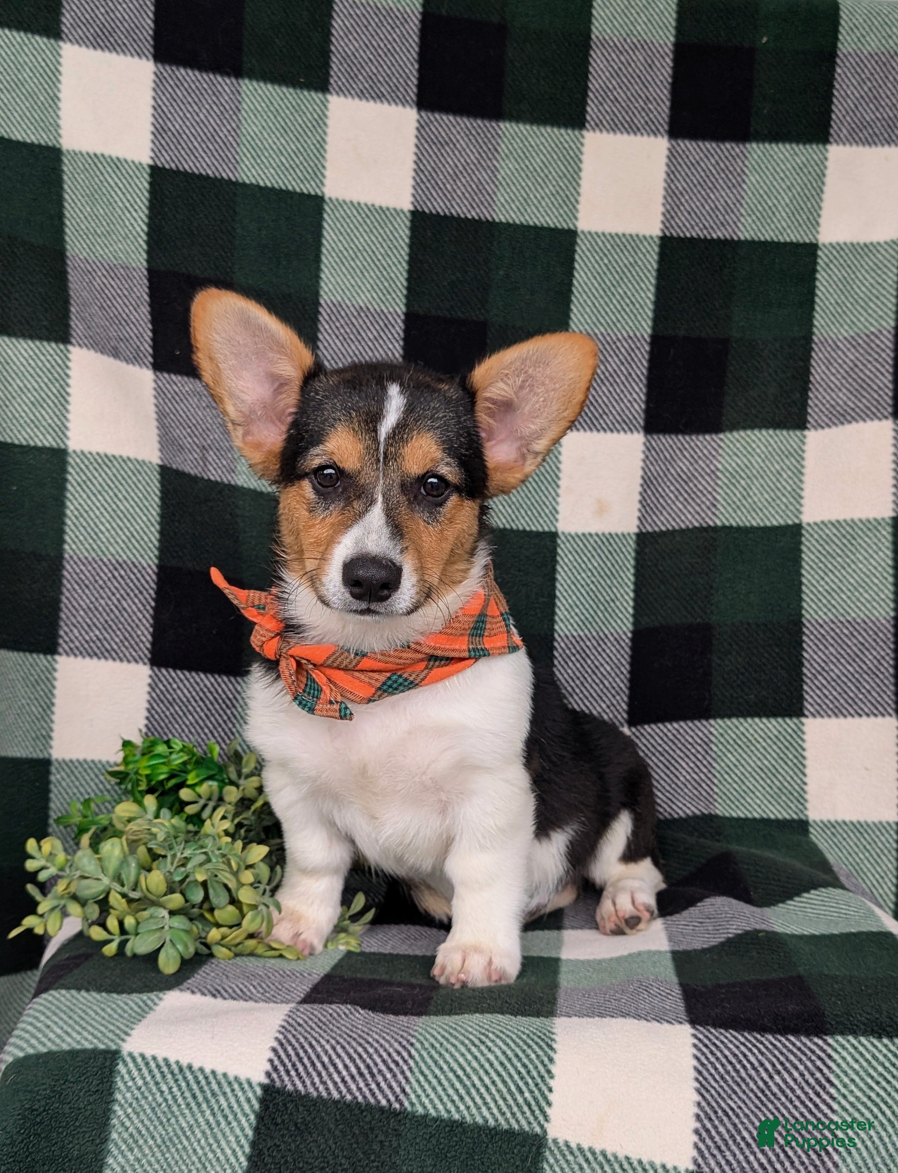 Welsh Corgi Pembroke dogs for sale: Blaze - Ad 2