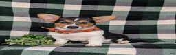 Welsh Corgi Pembroke dogs for sale: Blaze - Ad 2