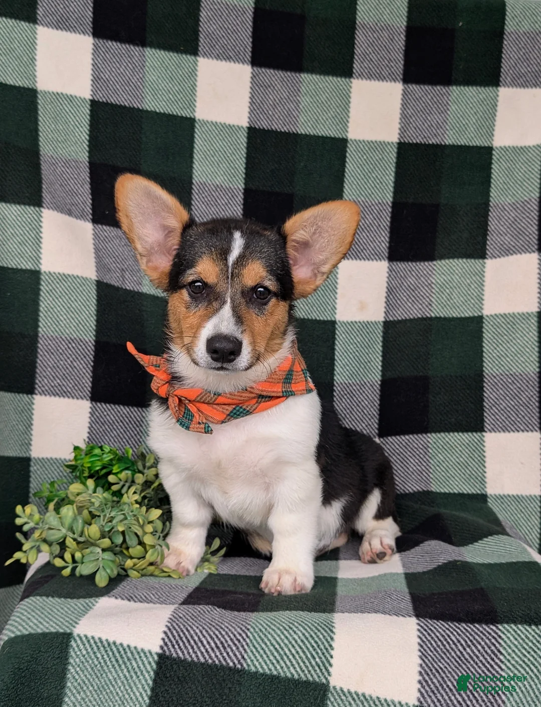 Welsh Corgi Pembroke dogs for sale: Blaze - Ad 2