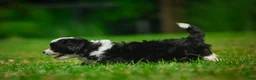 Bernedoodle dogs for sale: Sally - Ad 3