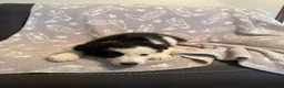 Border Collie dogs for sale: Black & White Male - Ad 5