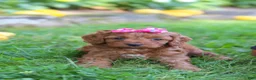 Cockapoo dogs for sale: Magnolia - Ad 7