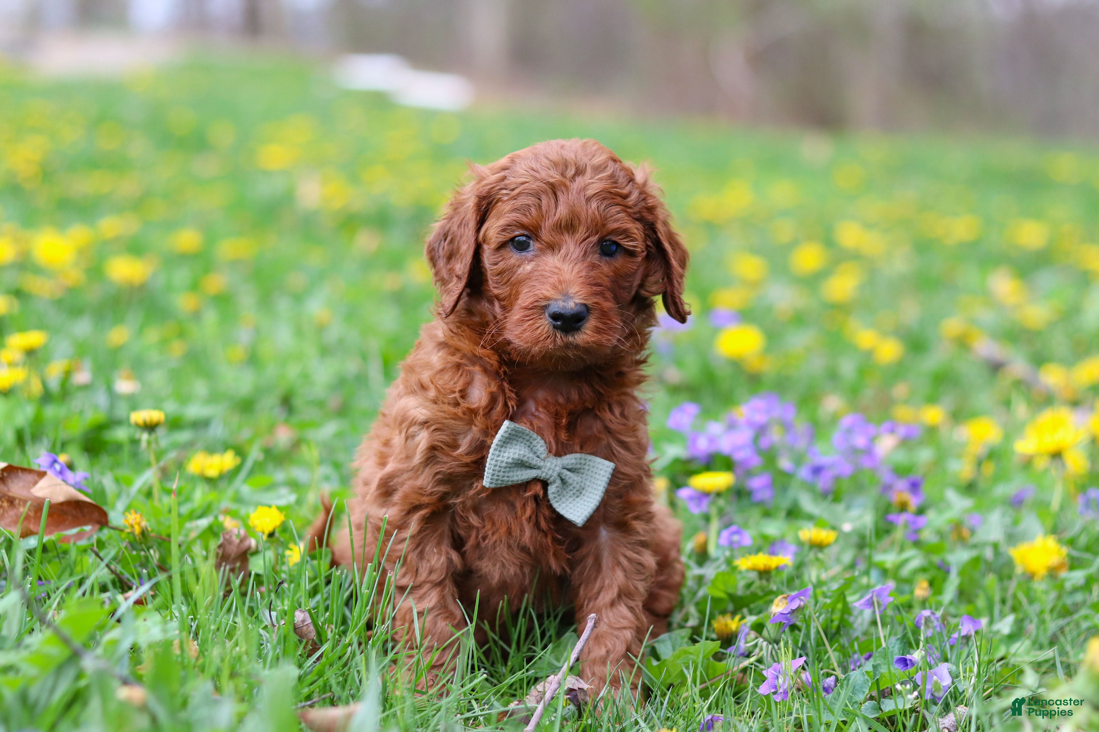 Goldendoodle dogs Benson F1b - Ad 1